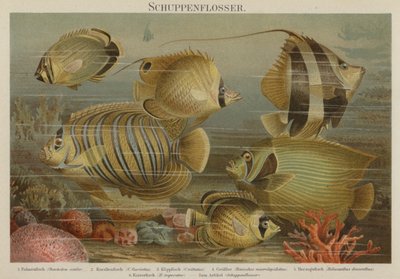 Tropical Sea Fish by German School