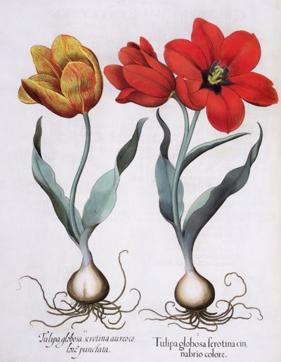 Tulips, from the Hortus Eystettensis by Basil Besler, pub. 1613 by German School