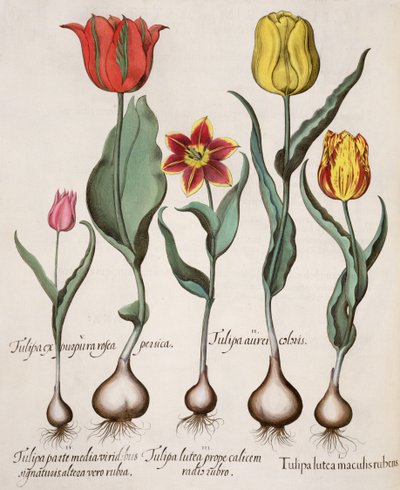 Tulips, from the Hortus Eystettensis by Basil Besler, pub. 1613 by German School