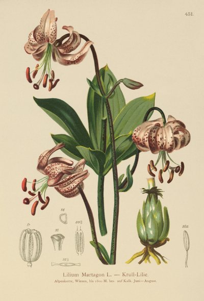 Turks Cap Lily by German School