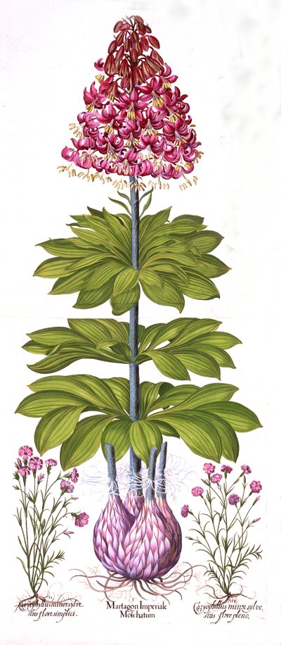 Turks Cap Lily and Dianthus, from Hortus Eystettensis by German School