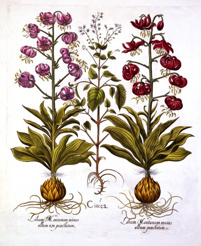 Turks Cap Lily and Enchanters Nightshade, from Hortus Eystettensis by German School