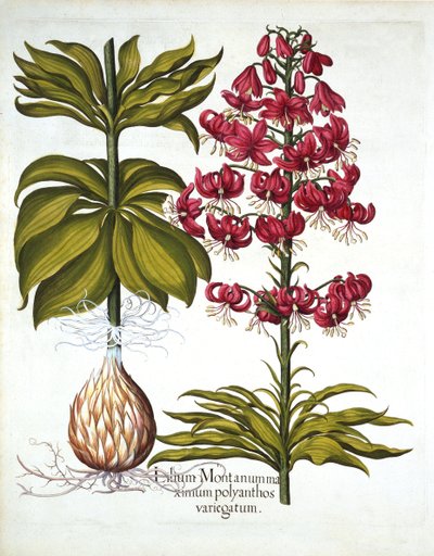Turks Cap Lily, from Hortus Eystettensis by German School