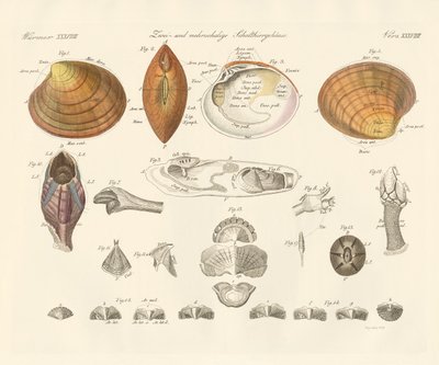 Two- and Morevalve Conch Cases or Mussels by German School