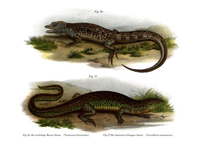 Two-faced Neusticurus by German School