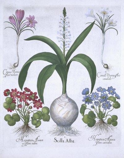 Two Crocuses, two Hepatica, and a Scilla, from Hortus Eystettensis by Basil Besler, pub. 1613 by German School