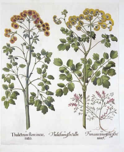 Two Kinds of Meadow Rue and Fumewort, from Hortus Eystettensis by German School