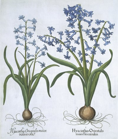 Two blue Hyacinths, from Hortus Eystettensis by Basil Besler, pub. 1613 by German School