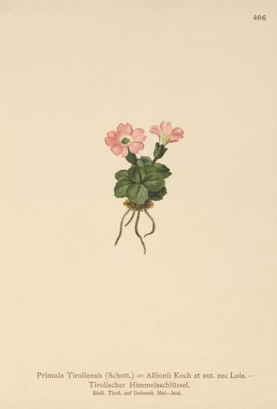 Tyrolean Primrose by German School