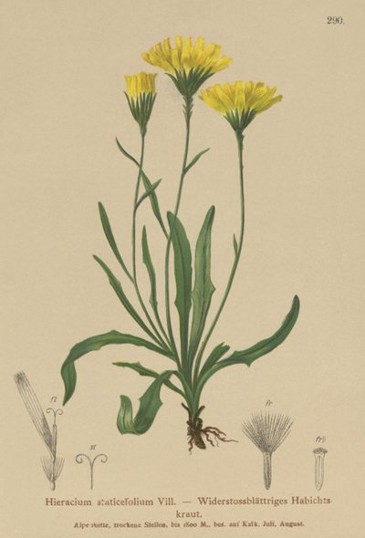 Umbrella Milkwort by German School