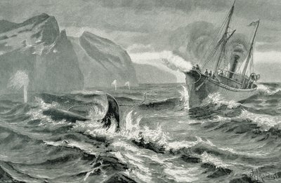 Using a Harpoon Gun from a Fast Steamboat by German School