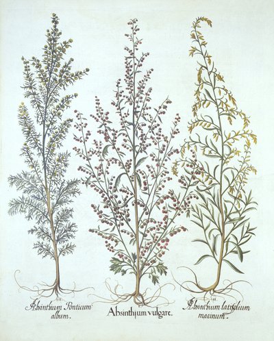 Variations of Wormwood, from Hortus Eystettensis by German School
