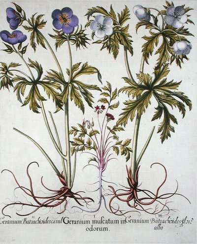 Varieties of Geranium, from the 