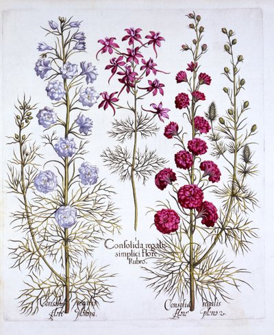 Varieties of Larkspur, from Hortus Eystettensis by German School