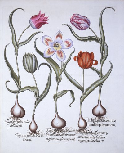 Varieties of Tulip, from Hortus Eystettensis by German School