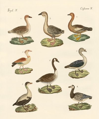 Various kinds of geese by German School