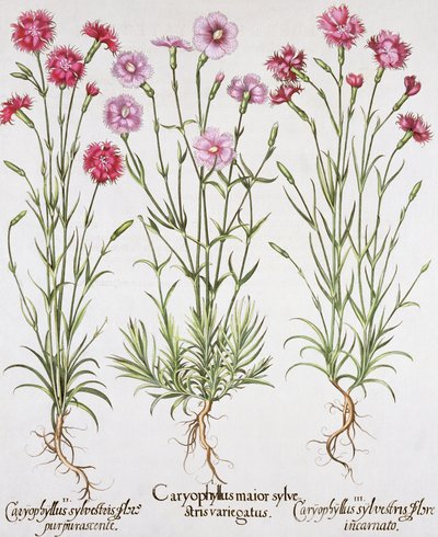 Various varieties of Dianthus, from the Hortus Eystettensis by Basil Besler, pub. 1613 by German School