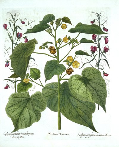 Velvetleaf and Sweet Peas, from Hortus Eystettensis by German School