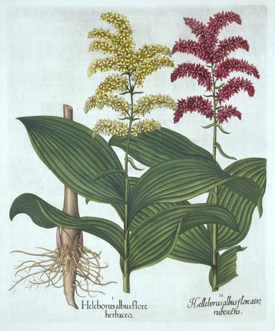 Veratrum (from Hortus Eystettensis by Basil Besler) by German School