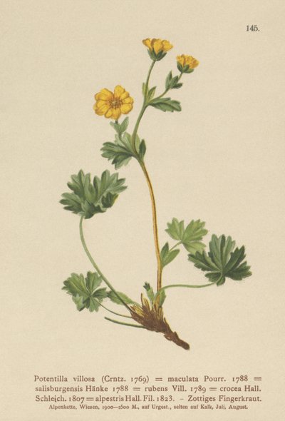Villous Cinquefoil by German School