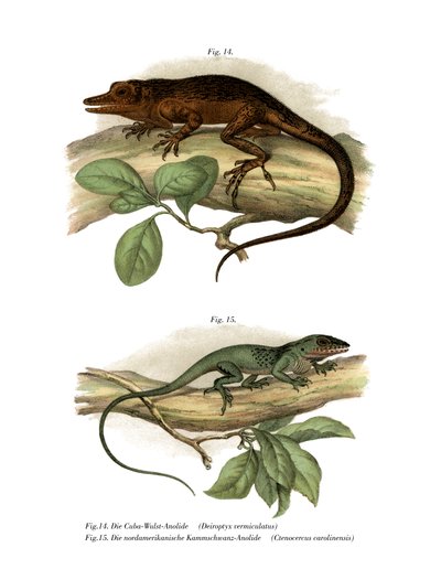 Vinales Anole by German School