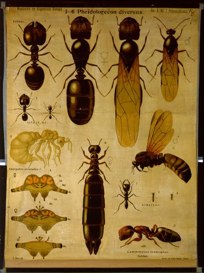 Wall Chart Depicting Formicidae by German School