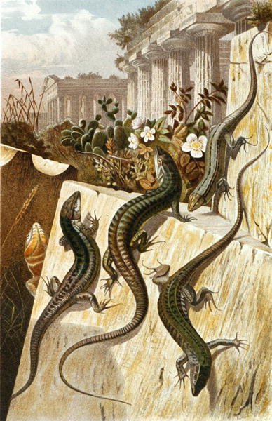 Wall lizard, plate from Brehms Tierleben by German School
