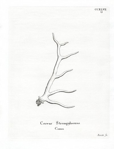 Wapiti Antlers by German School