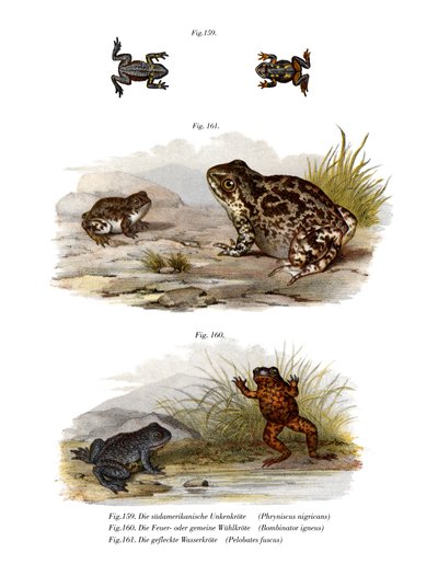 Warty Toad by German School