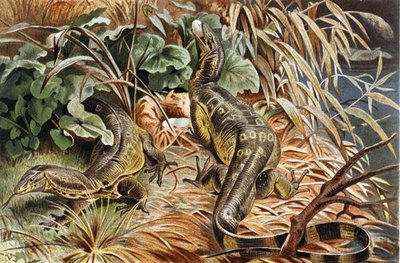 Water Monitor Lizard, plate from 