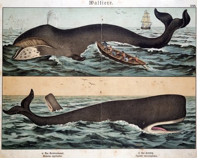 Whale, in Natural History of Mammals, ed. Schreiber, Munich by German School