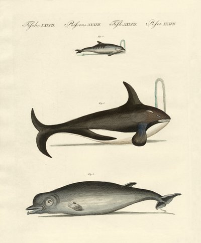 Whales and dolphins by German School