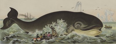Whaling by German School