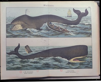 Whaling and Sperm Whale, from Natural History of Mammals by Gotthelf Heinrich von Schubert, published in Stuttgart, 1886 by German School