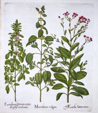 White Horehound, Horehound and Mint, from Hortus Eystettensis by German School