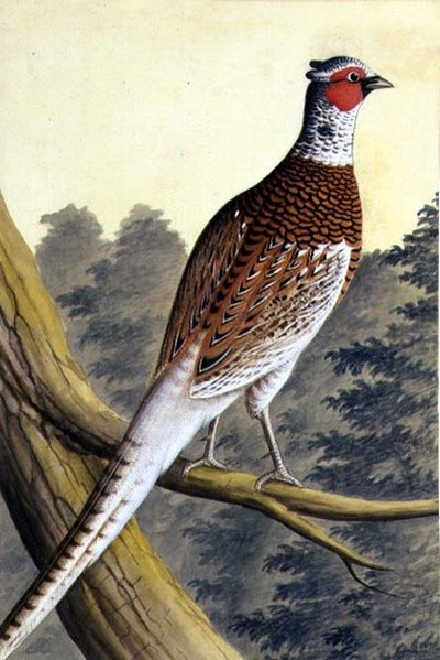White Pheasant by German School