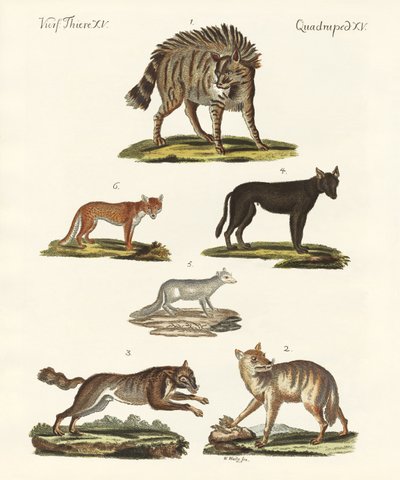 Wolves and foxes by German School
