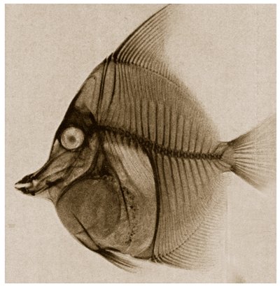 X Ray of a Fish by German School