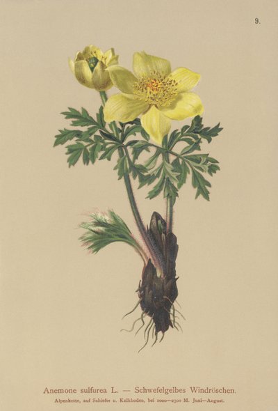 Yellow Anemone (Anemone sulfurea, Anemone sulphurea, Pulsatilla alpina) by German School