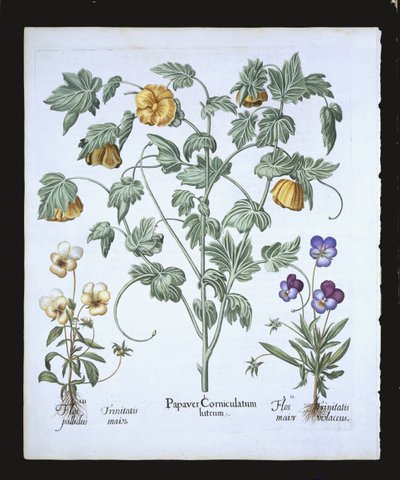 Yellow Horned Poppy, from the Hortus Eystettensis by Basil Besler, pub. 1613 by German School