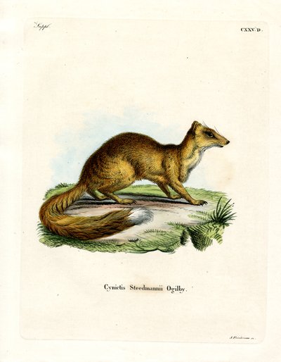 Yellow Mongoose by German School