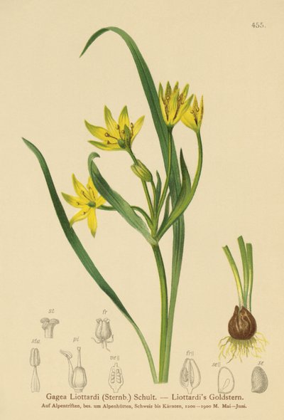 Yellow Star-of-Bethlehem by German School