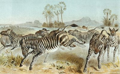 Zebra, Plate from 