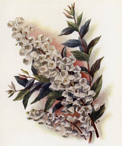 Andromeda Speciosa v Cassinefolia by Gertrude Hamilton
