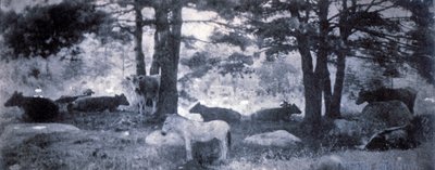 The Pathos of the Jackass by Gertrude Käsebier