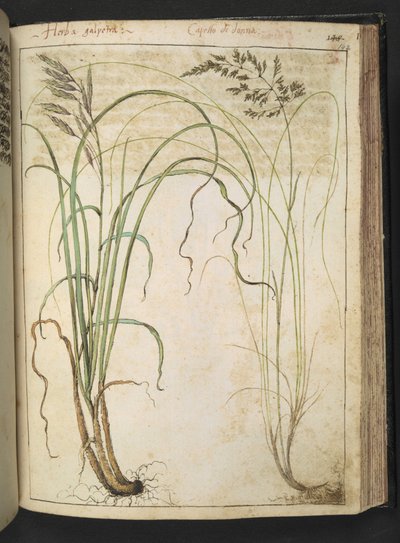 A herbal plant, from 