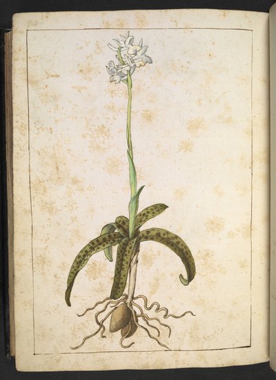 A plant with white petals, from "Paintings of Flora of the Roman States" by Gherardo Cibo by Gherardo Cibo