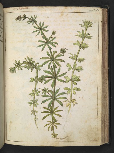 A plant with green leaves, from 