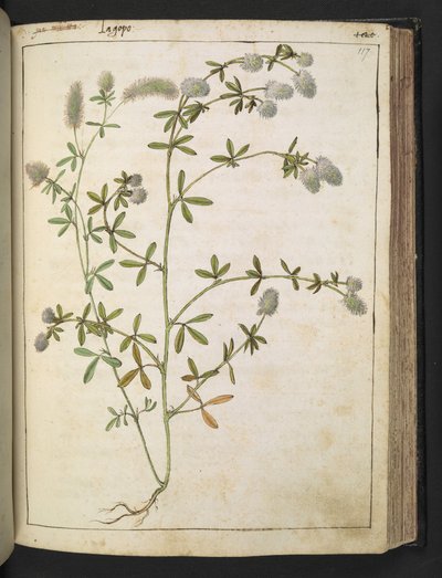 A plant with white flowers, from Paintings of Flora of the Roman States by Gherardo Cibo by Gherardo Cibo