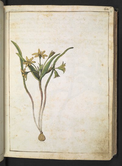 A plant with yellow flowers, from "Paintings of Flora of the Roman States" by Gherardo Cibo by Gherardo Cibo